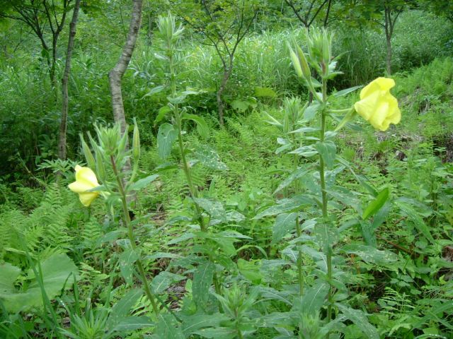 ��������